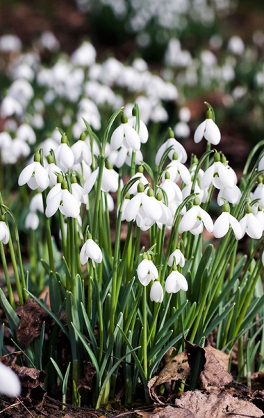 В пошуках первоцвітів - Чигирин та Черкаси (2 дні)