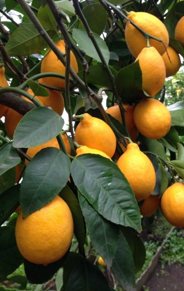 Лимонарій в Запоріжжі - подорож до тропіків