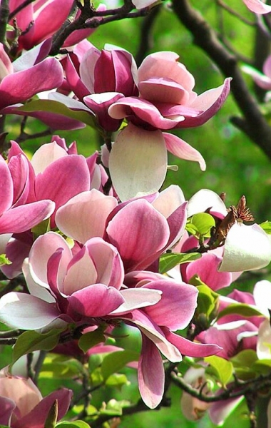 Вихідний в Дніпрі - в пошуках сакури та магнолії