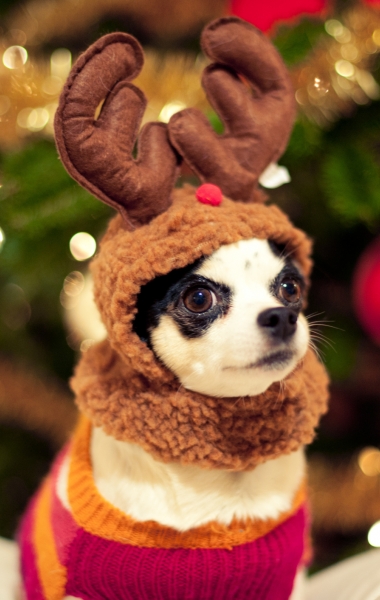 Лапландія в Berry Land - зимова казка