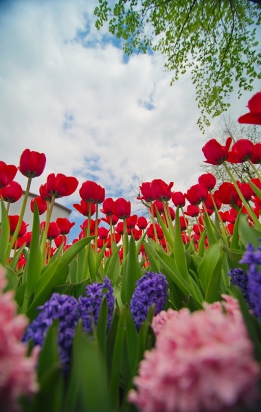 Кропивницький - Парад тюльпанів